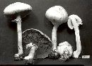 Agaricus fabaceus image