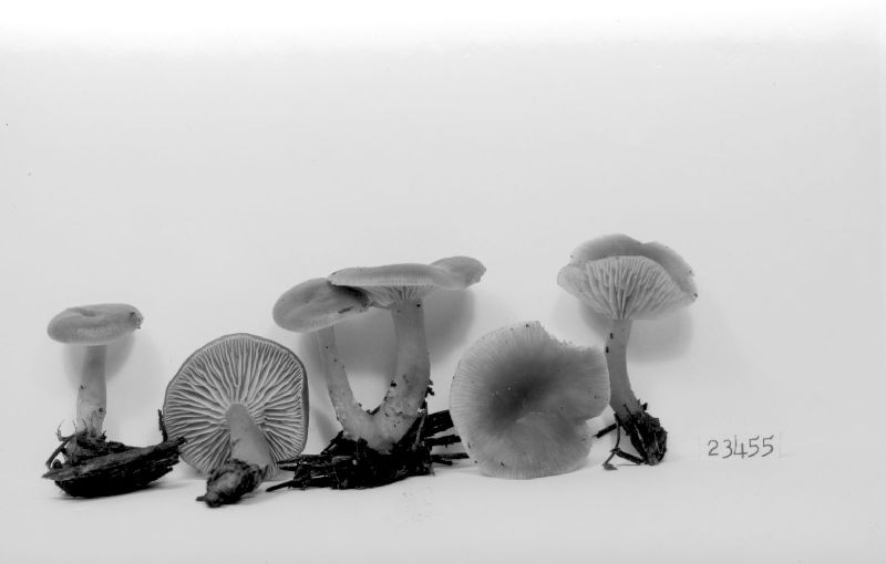 Clitocybe pulchella image