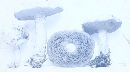 Boletus hirtellus image
