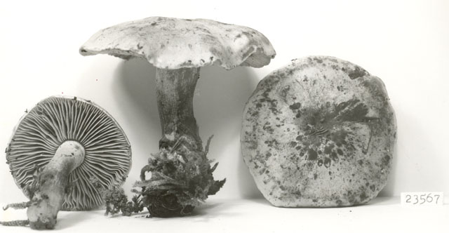 Tricholoma fumosifolium image