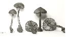 Mycena macrocystidiata image