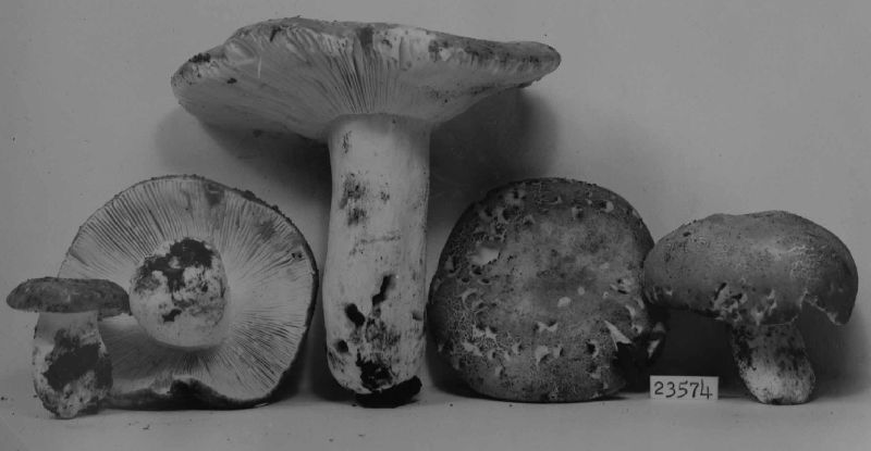 Russula lepidiformis image