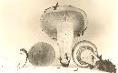 Hygrophorus tennesseensis image