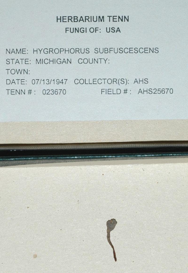 Camarophyllopsis subfuscescens image