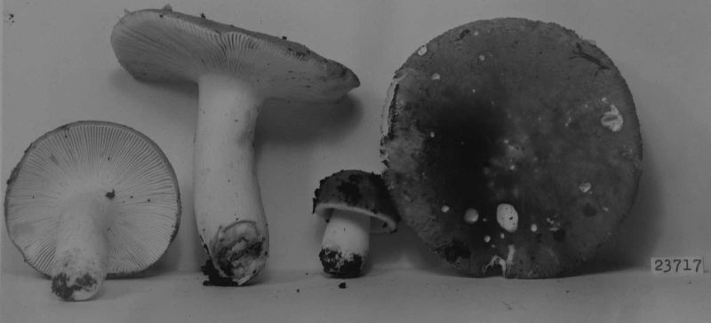 Russula praefragilis image