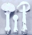 Amanita cothurnata image