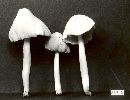 Psathyrella incerta image