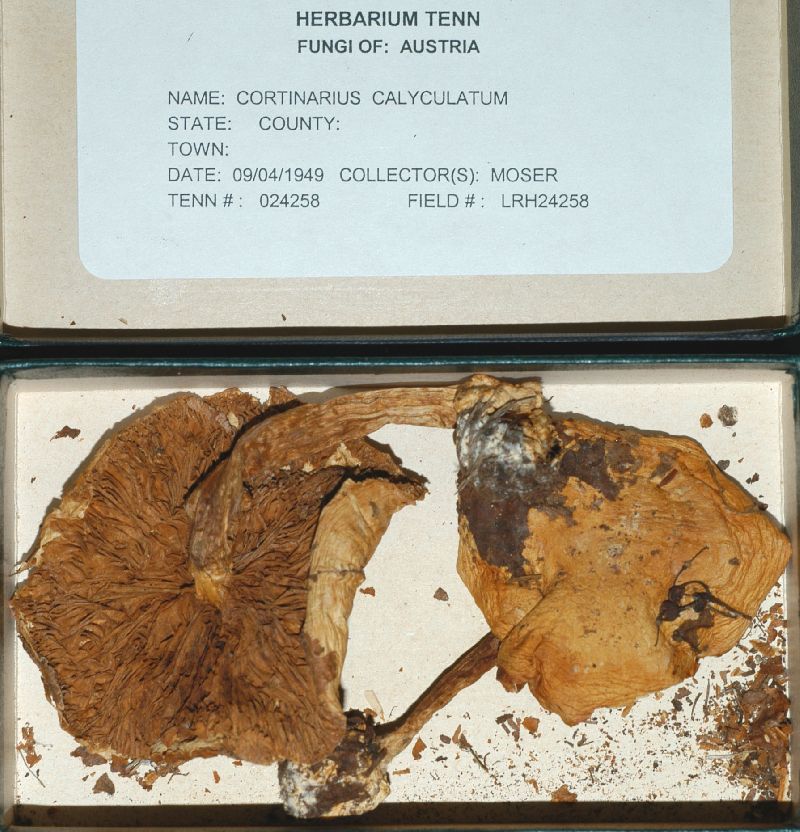 Cortinarius calyculatus image