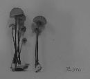 Marasmius bellipes image