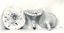 Lactarius piperatus image