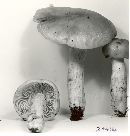 Russula foetens image