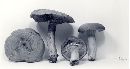 Lactarius peckii image