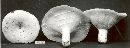 Lactarius piperatus image