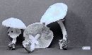 Agaricus cretacellus image