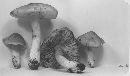 Entoloma cokeri image