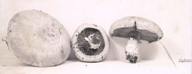 Agaricus pampeanus image