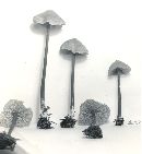 Entoloma alboumbonatum image