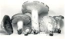 Russula cyanoxantha image