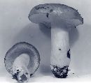 Russula pseudofoetens image