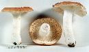 Russula pseudofoetens image