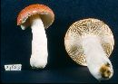 Russula lepidiformis image