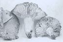 Russula nigricans image