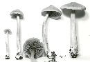 Entoloma strictius image