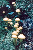 Pholiota malicola image