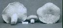 Lactarius chrysorrheus image