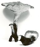 Polyporus radicatus image