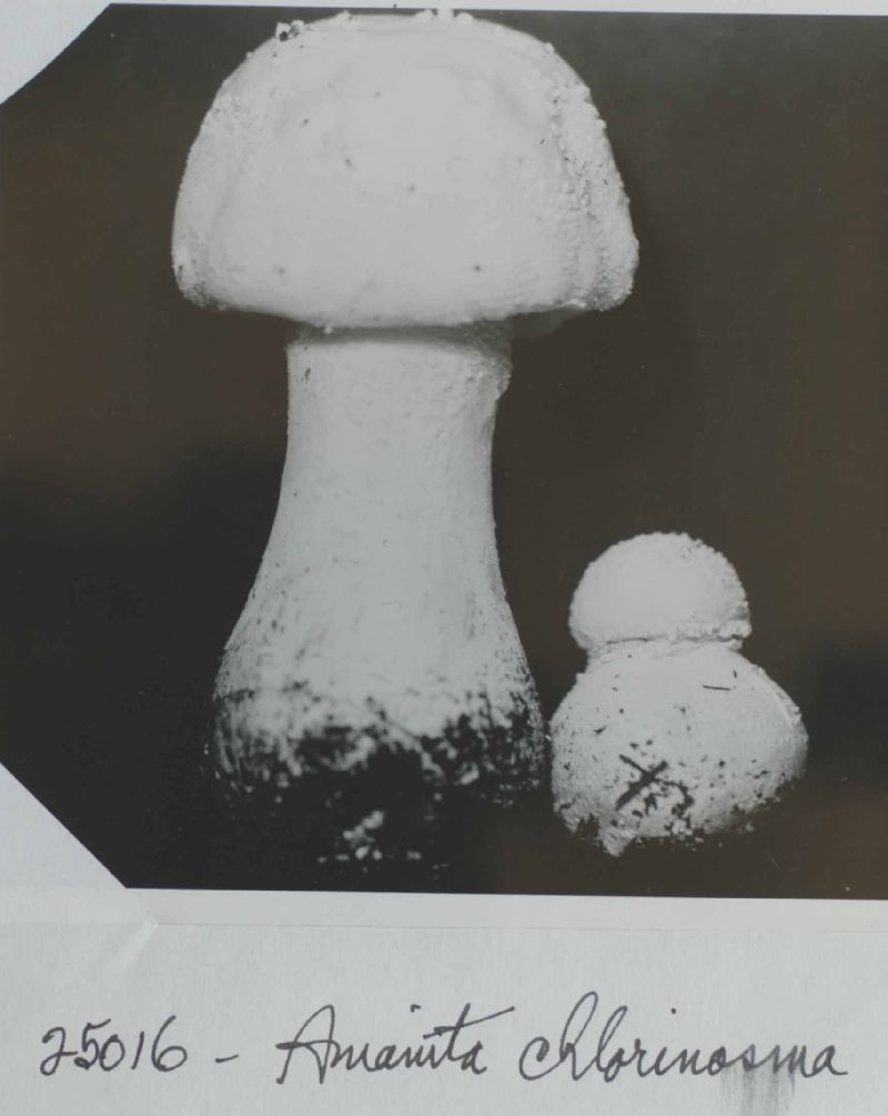 Amanita chlorinosma image