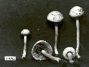 Agrocybe dura image