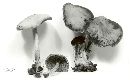 Psathyrella kauffmanii image