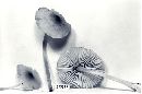 Mycena niveipes image