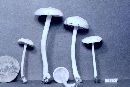 Entoloma megacystidiosum image