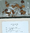 Entoloma latifolium image