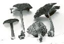 Entoloma velutinum image