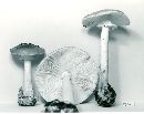 Amanita brunnescens image