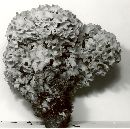 Sparassis crispa image