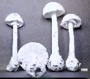 Amanita virosa image