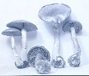 Cortinarius iodes image