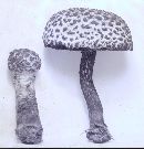 Strobilomyces confusus image