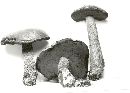 Boletus peckii image