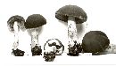 Psathyrella delineata image