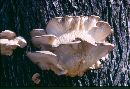 Pleurotus cornucopiae image