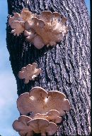 Pleurotus cornucopiae image