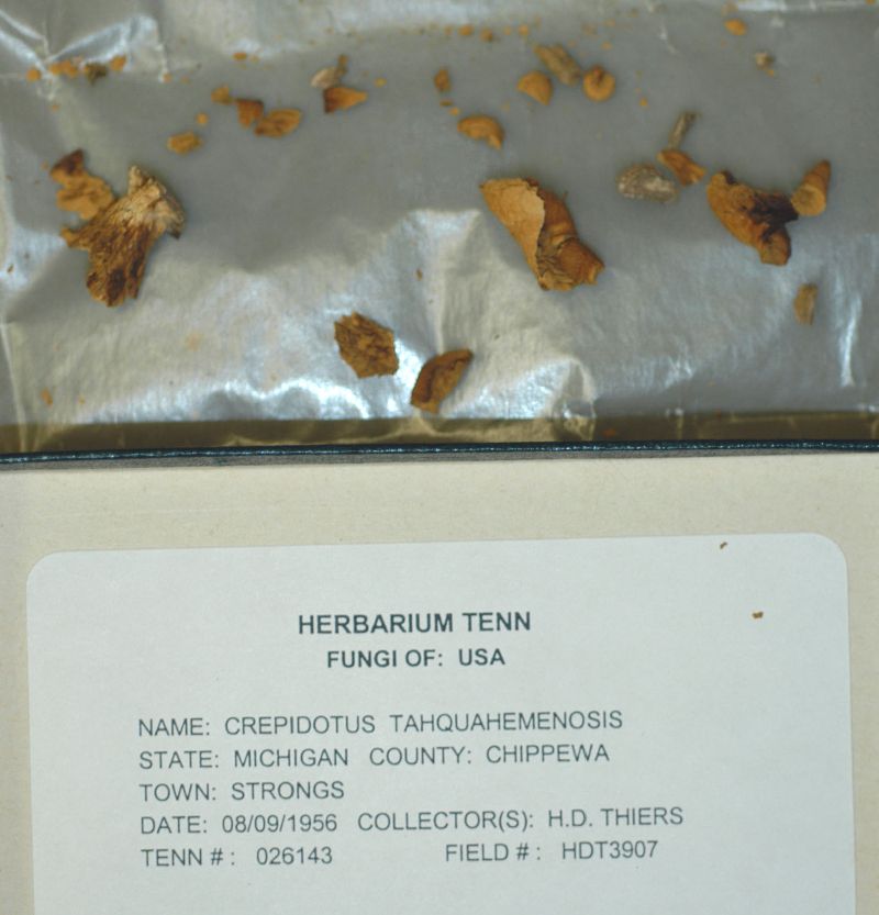 Crepidotus tahquamenonensis image