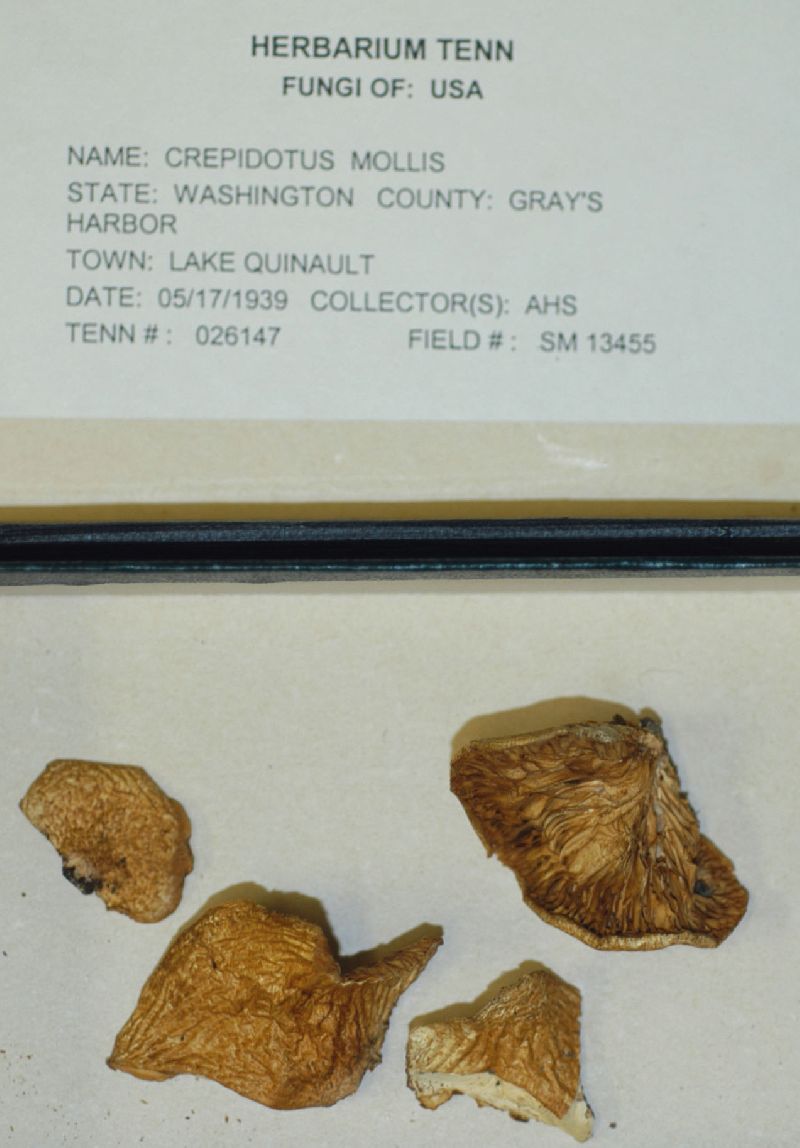 Crepidotus mollis var. cystidiosus image