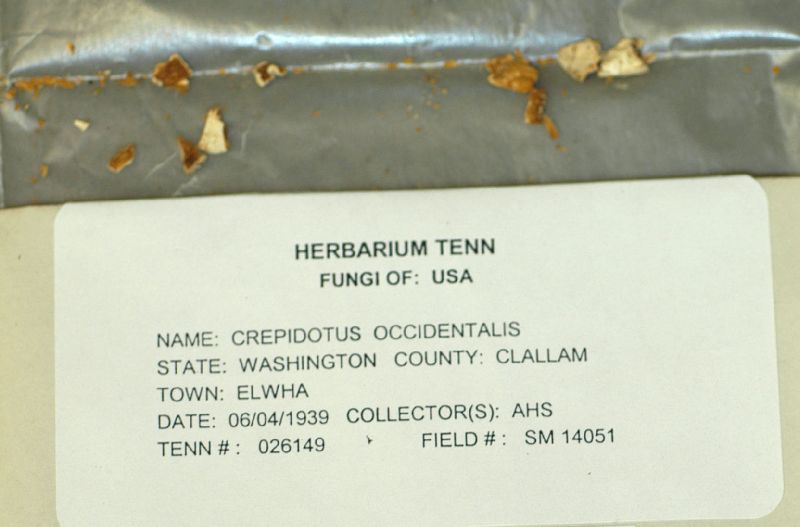 Crepidotus occidentalis image
