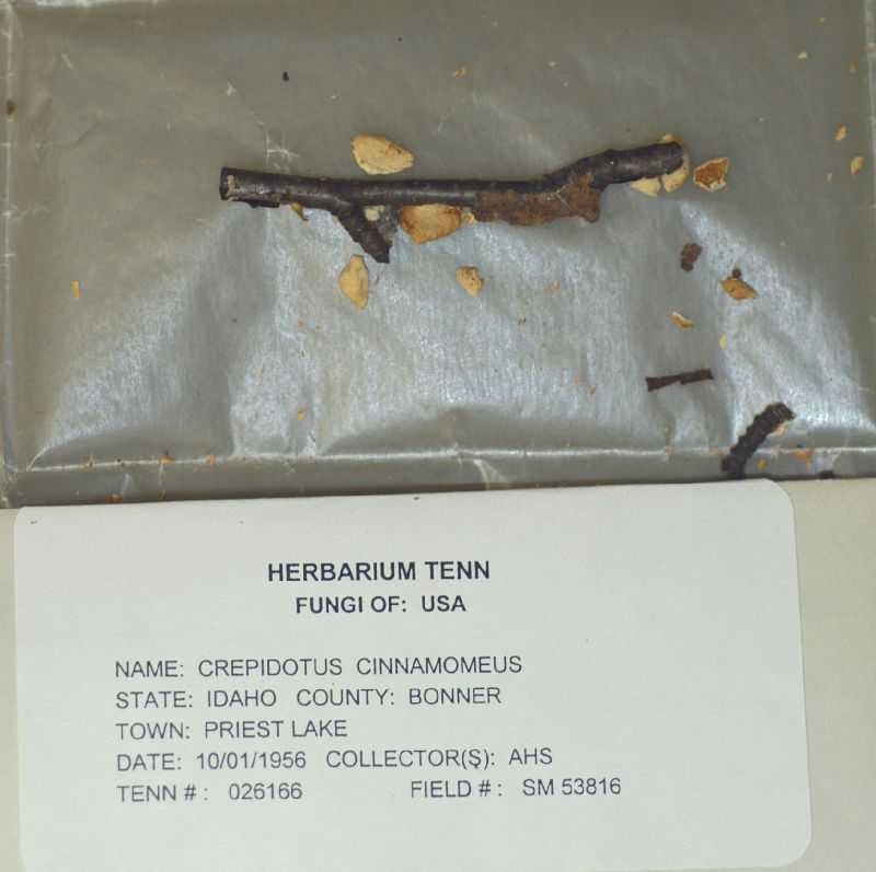 Crepidotus cinnamomeus image